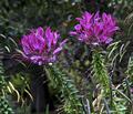 Cleome Hassleriana